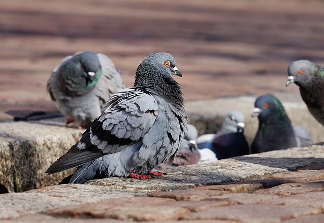 Débarrassez-vous des pigeons avec les techniques de dépigeonnisation 