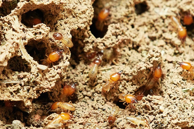Termites de bois : les méthodes préventives et curatives