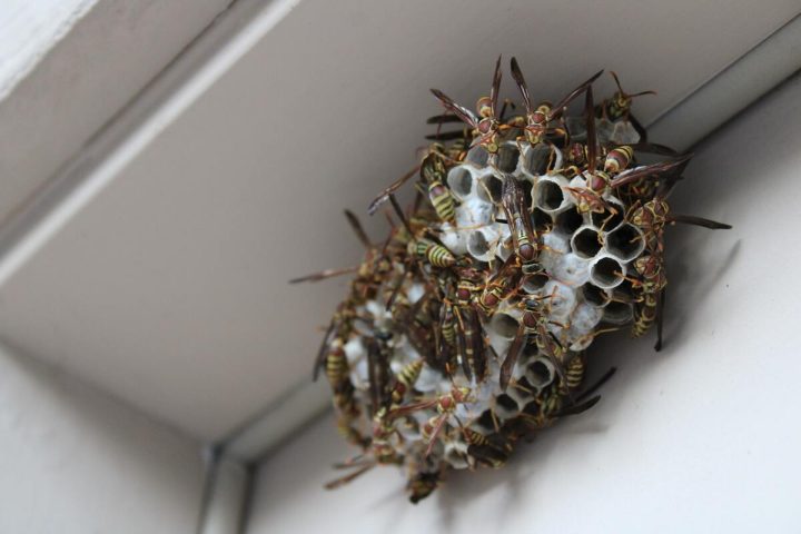 6 façons de se débarrasser d’un nid de guêpes sous votre toit