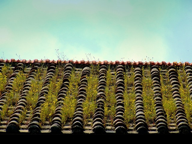 Installation de toitures vertes : des bienfaits pour la santé