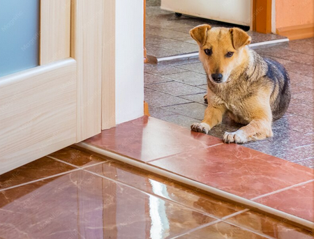 Sol intérieur compatible animaux : résistant et hygiénique